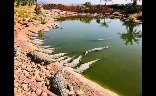 Crocodile Park